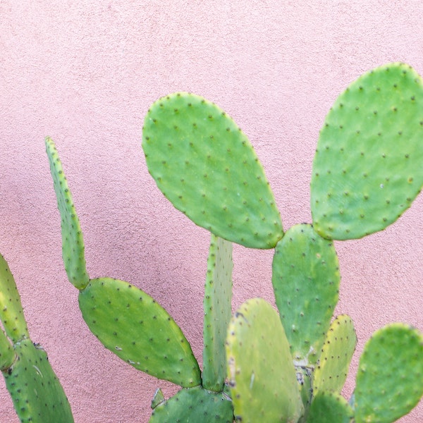 Cool for the Summer: Keeping BV, Thrush and Cystitis at Bay